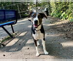 Small #11 American Pit Bull Terrier Mix