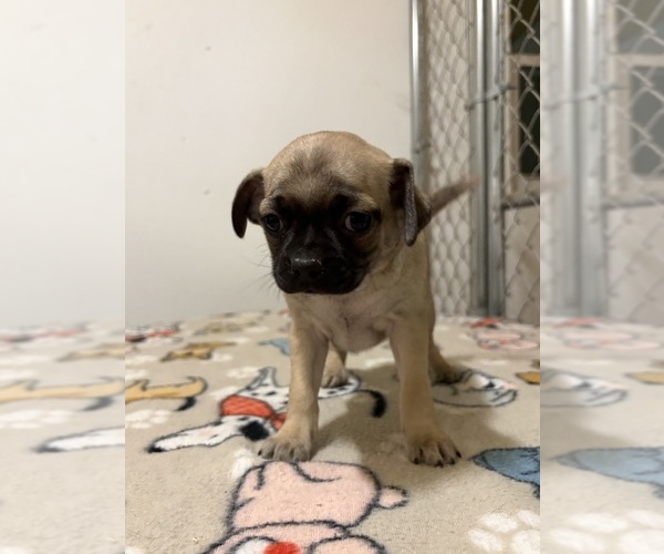 Medium Photo #4 Carlin Pinscher Puppy For Sale in COBB, WI, USA