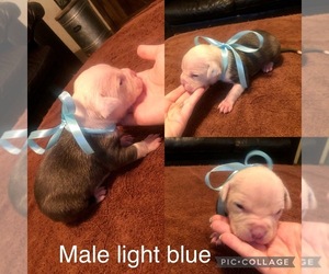 American Pit Bull Terrier Puppy for sale in BLMNGTON SPGS, TN, USA