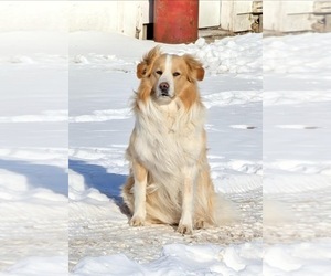 Father of the English Shepherd puppies born on 01/30/2026