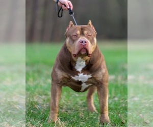 Father of the American Bully puppies born on 04/14/2025