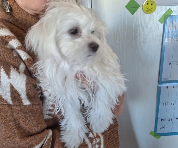 Medium Photo #10 Maltese Puppy For Sale in BEAR RIVER, WY, USA