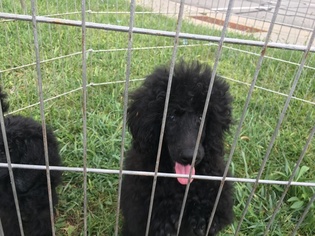 Poodle (Miniature) Puppy for sale in MUNCIE, IN, USA