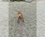 Small #6 Catahoula Leopard Dog