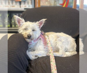 Cairn Terrier-Unknown Mix Dogs for adoption in Milwaukie, OR, USA