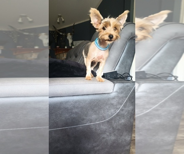 Medium Photo #3 Yorkshire Terrier Puppy For Sale in BENSON, NC, USA