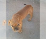 Small #8 Bulldog Mix