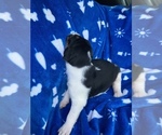 Small Photo #11 American Foxhound Puppy For Sale in AIKEN, SC, USA