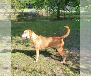 Georgia - Female Mutt Dog for Adoption - Photo #3