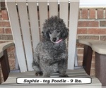 Small Photo #1 Poodle (Toy) Puppy For Sale in CLARKRANGE, TN, USA