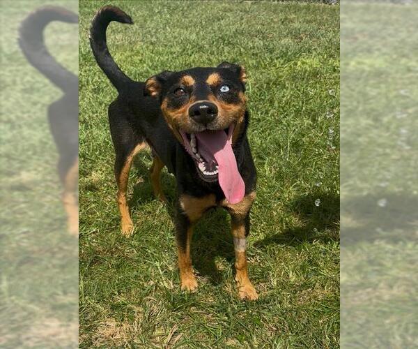 Medium Photo #2 Doberman Pinscher-Unknown Mix Puppy For Sale in Conroe, TX, USA
