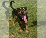 Small #1 Doberman Pinscher Mix