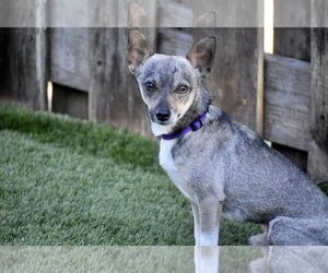 Ryan - Male Chihuahua Dog for Adoption - Photo #2