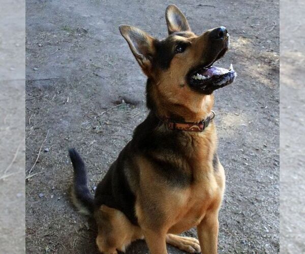 Medium Photo #5 German Shepherd Dog-Unknown Mix Puppy For Sale in Sequim, WA, USA