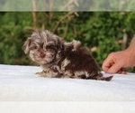 Small #14 ShihPoo