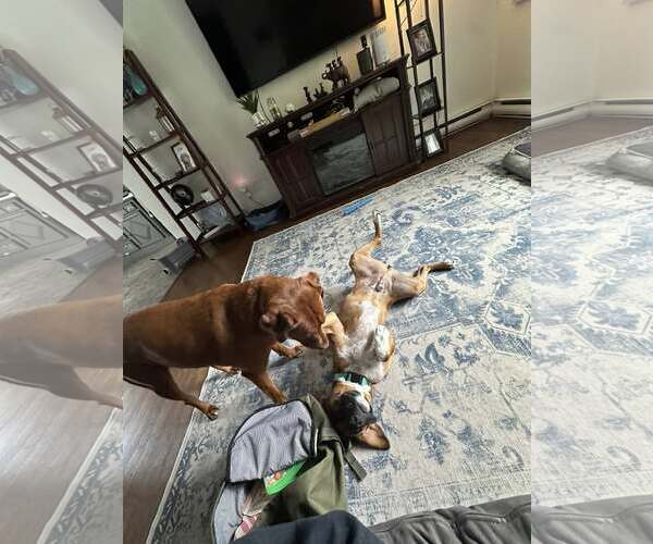 Medium Photo #8 Boxer Puppy For Sale in Dumont, NJ, USA