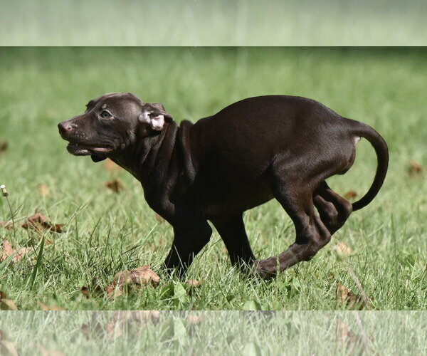 Medium Photo #6 Chocolate Labrador retriever-Pointer Mix Puppy For Sale in Mechanicsburg, PA, USA