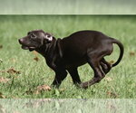Small Photo #6 Chocolate Labrador retriever-Pointer Mix Puppy For Sale in Mechanicsburg, PA, USA