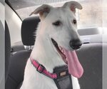 Small #1 Great Pyrenees Mix
