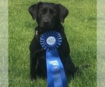 Small Photo #1 Labrador Retriever Puppy For Sale in RAMSEY, MN, USA