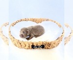 Image preview for Ad Listing. Nickname: Scottie