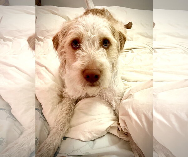 Medium Photo #3 Spinone Italiano-Unknown Mix Puppy For Sale in Sandy, UT, USA