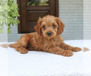 Cavapoo (Miniature) Puppy for sale in NARVON, PA, USA