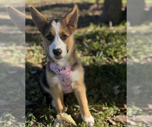 Medium Photo #1 Australian Shepherd-Unknown Mix Puppy For Sale in Oakhurst, NJ, USA