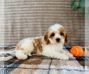 Cavapoo (Miniature) Puppy for sale in GREENFIELD, IN, USA