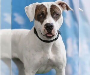 American Staffordshire Terrier-Unknown Mix Dogs for adoption in Brewster, NY, USA