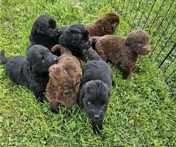 Medium Photo #1 Newfoundland Puppy For Sale in CAMBRIDGE, NE, USA