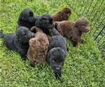Small Newfoundland