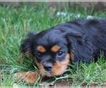 Puppy 1 Cavalier King Charles Spaniel