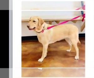 Mother of the Labrador Retriever puppies born on 07/26/2025