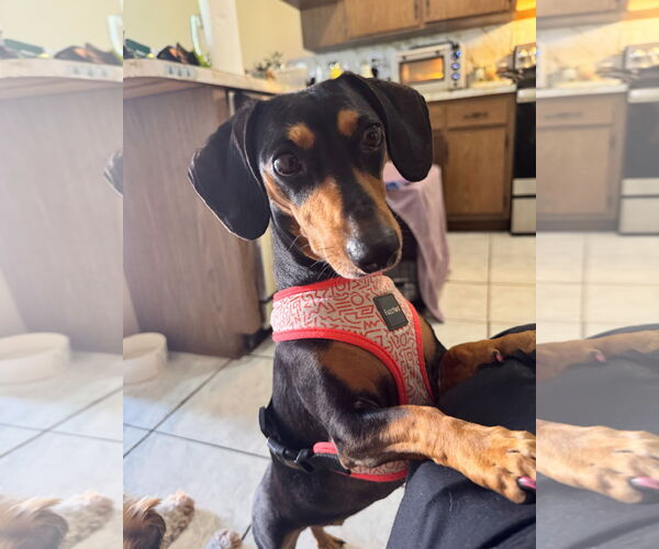 Medium Photo #4 Dachshund Puppy For Sale in Weston, FL, USA