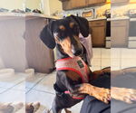 Small #3 Dachshund