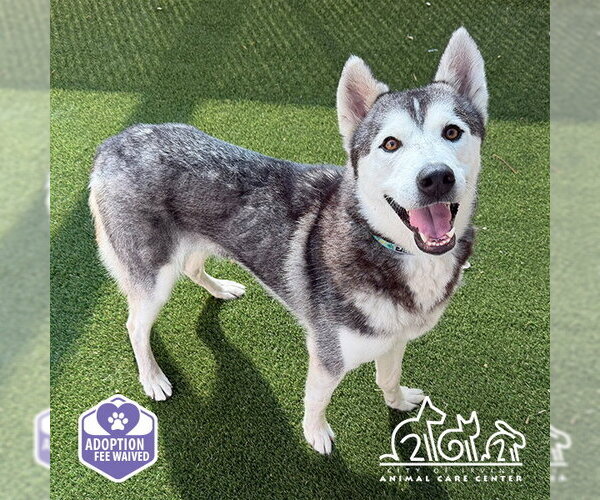 Medium Photo #1 Siberian Husky Puppy For Sale in Irvine, CA, USA