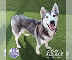 Small Siberian Husky
