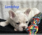 Small Photo #6 Faux Frenchbo Bulldog Puppy For Sale in HOODSPORT, WA, USA