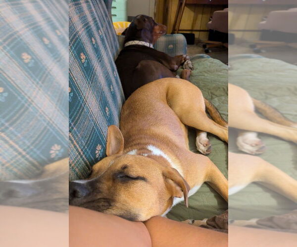 Medium Photo #4 Boxer Puppy For Sale in Austin, TX, USA
