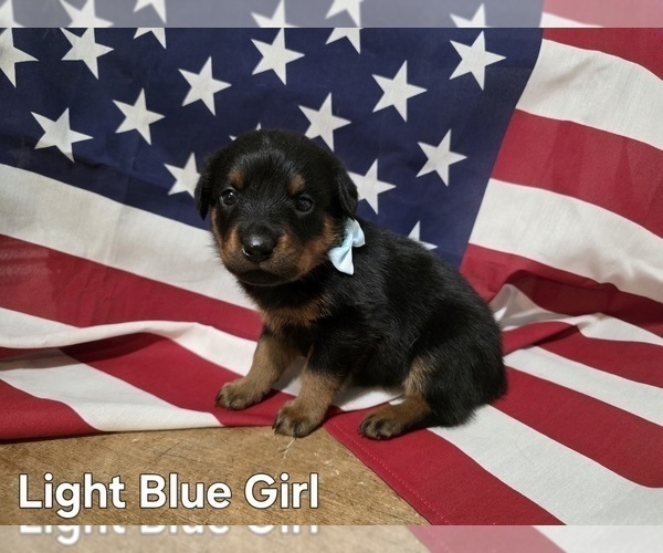 Medium Photo #7 Rottweiler Puppy For Sale in COTTLEVILLE, MO, USA