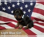 Small #6 Rottweiler
