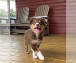 Small Photo #9 Australian Shepherd-Unknown Mix Puppy For Sale in JEROMESVILLE, OH, USA