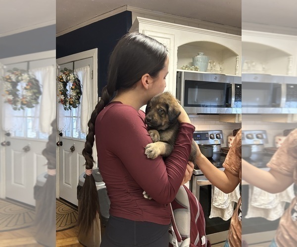 Medium Photo #11 Labrenees Puppy For Sale in BELTON, TX, USA