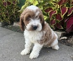 Puppy Buster Cavapoo (Miniature)