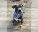 Small #15 American Staffordshire Terrier-Labrador Retriever Mix