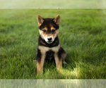 Small #13 Shiba Inu