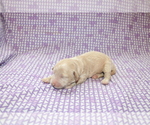 Small Photo #7 Goldendoodle (Miniature) Puppy For Sale in BLMGTN, IN, USA