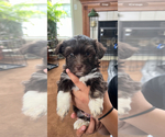 Small Photo #8 Havanese Puppy For Sale in MISHAWAKA, IN, USA