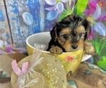 Small #5 Morkie